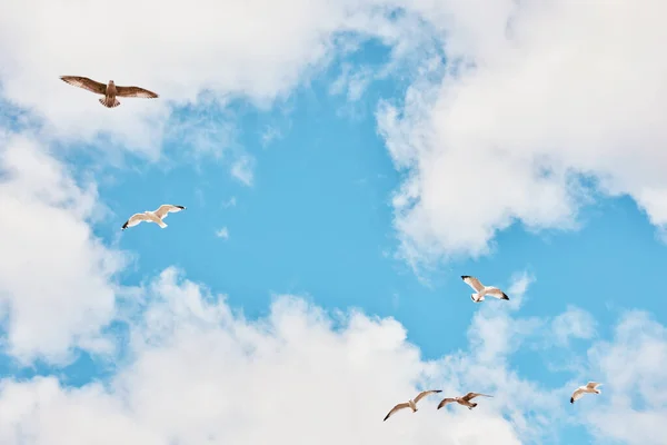 Want Free Bird Low Angle Shot Birds Flying Agianst Cloudscaped — Stock Photo, Image