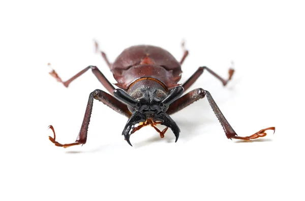 Bug Insecto Escarabajo Titán Sobre Fondo Blanco Estudio Para Vida —  Fotos de Stock