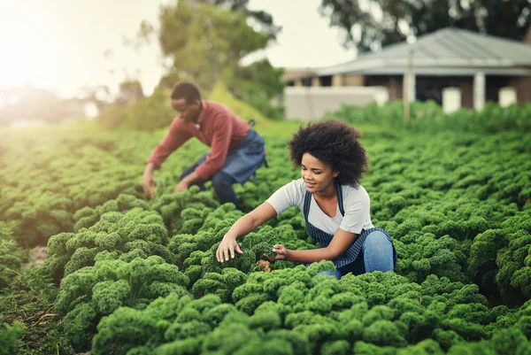 Прагніть Вирощувати Сади Які Витонченими Здоровими Екологічно Чистими Молодих Фермерів — стокове фото