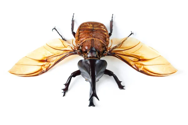 Mosca Alas Escarabajo Con Cuerno Fondo Blanco Estudio Aislado Insectos —  Fotos de Stock