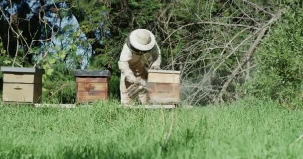 Behållare Biodlare Och Lantbruksinspektion Honung Naturlig Bikakeskörd Kontroll Bikupa Och — Stockvideo