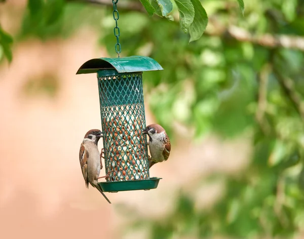 Sparrow Sparrows Uma Família Aves Passeridae Eles Também São Conhecidos — Fotografia de Stock