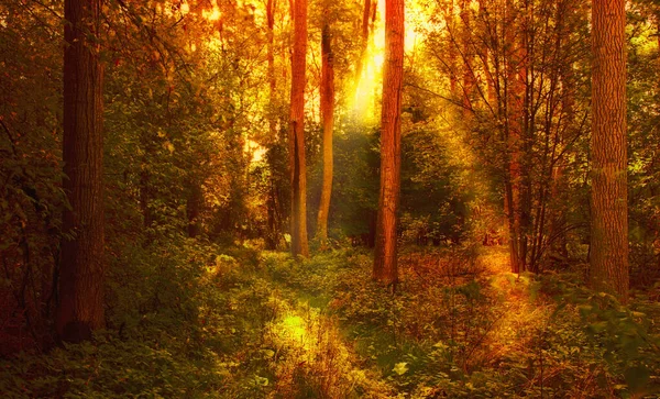 Beauty Autumn Forest Landscape Colors Autumn — Stock Photo, Image