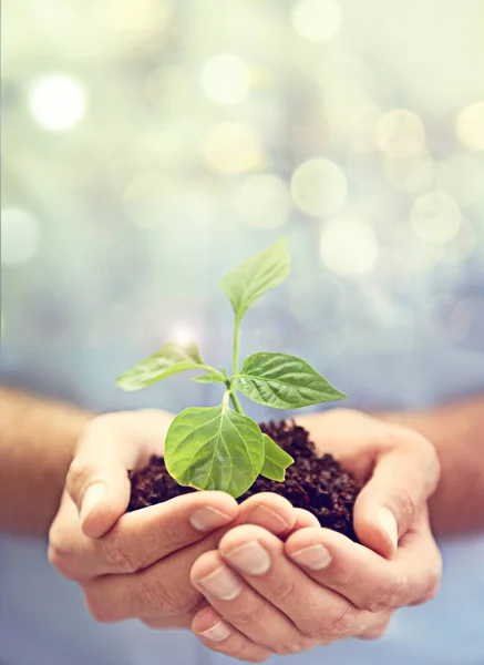 Soil, hands of person and plants on bokeh background to support earth, sustainability and mockup. Closeup, nature and growth of leaf, sand and green future of hope, accountability and climate change.