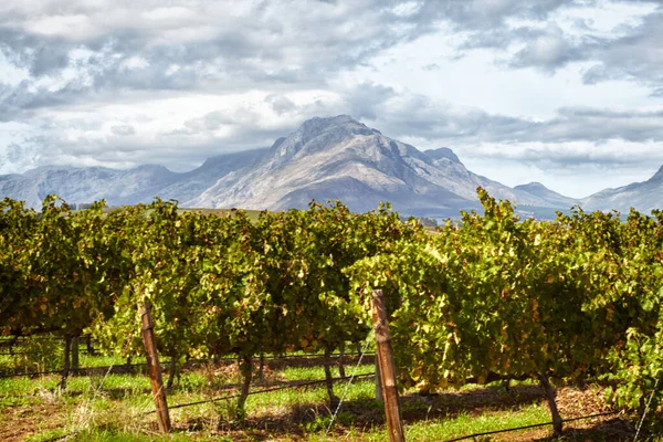 Tarım Sürdürülebilirlik Organik Şarap Tarımı Için Arka Planda Tarım Üzüm — Stok fotoğraf