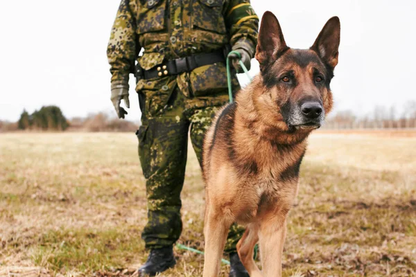 Portrait Fokus Und Schäferhund Oder Diensthund Oder Security Uniform Und — Stockfoto