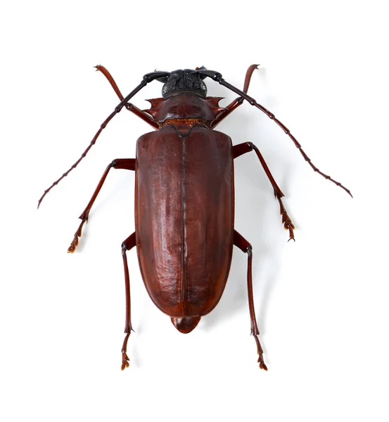 Naturaleza Fauna Insectos Con Primer Plano Escarabajo Para Medio Ambiente —  Fotos de Stock