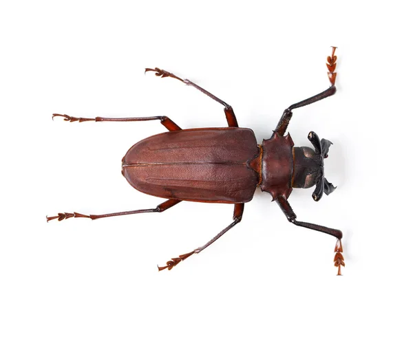 Bug Insecto Primer Plano Del Escarabajo Titán Estudio Para Medio —  Fotos de Stock