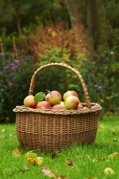 Its Been Fruitful Season Red Apples Gathered Wicker Basket Standing — Stock Photo, Image
