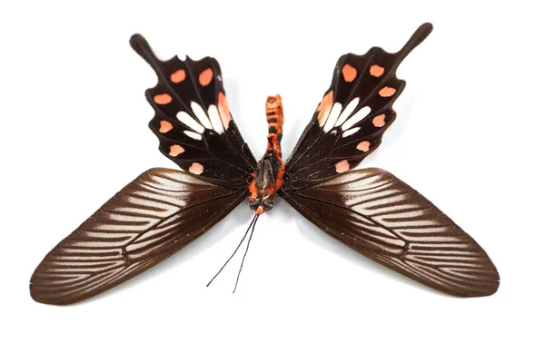 Natur Insekten Und Käfer Mit Schmetterling Studio Für Umwelt Fauna — Stockfoto