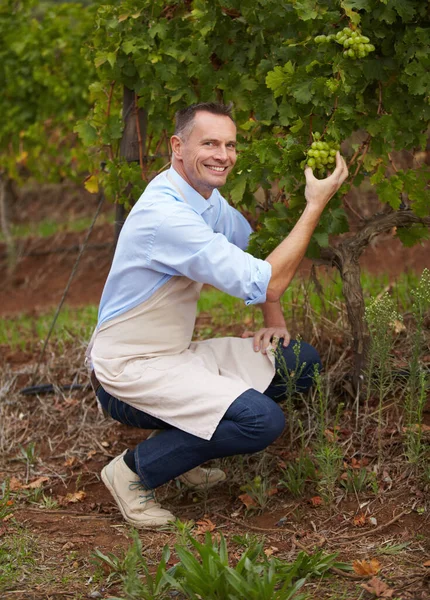 ワイン農場 ブドウ アルコールの生産のための製品を選ぶ男のワインメーカーの肖像画 持続可能な農業と環境に優しいブドウ畑で果物と幸せな 笑顔と男性のワイナリー労働者 — ストック写真