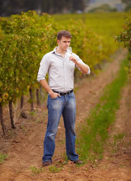 Wine Maker Standing Vineyard Glass White Man Vineyard Green Grape — Stock Photo, Image