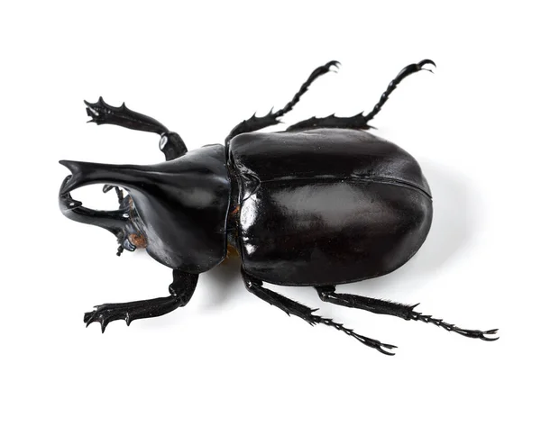 Bug Insecto Escarabajo Negro Sobre Fondo Blanco Estudio Para Vida —  Fotos de Stock