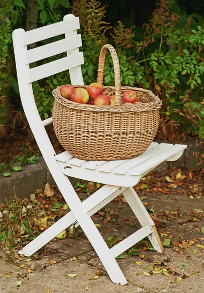 Mais Suculentos Farão Uma Cesta Cheia Maçãs Uma Cadeira Jardim — Fotografia de Stock