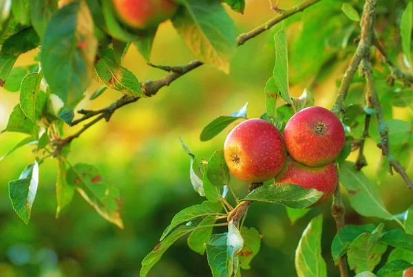 Яблуко День Тримає Лікаря Подалі Яблуко Ніколи Виглядало Привабливо Дійсно — стокове фото
