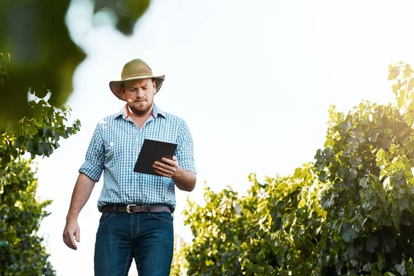 イノベーションは農業の中心です ブドウ畑で働いているデジタルタブレットを使っている農家は — ストック写真