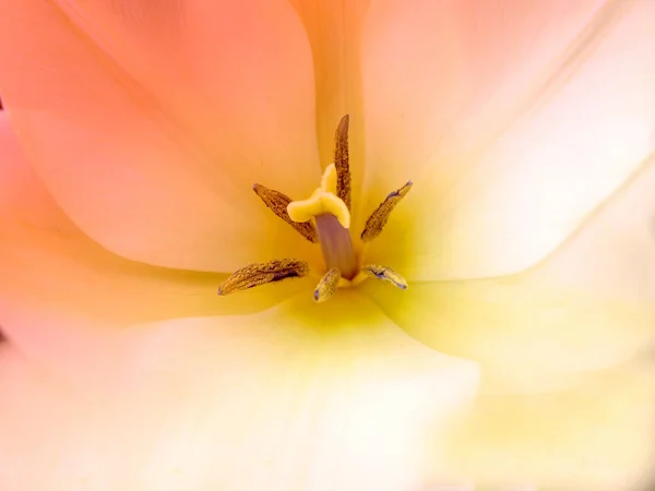 Adding Little Colour Springtime Beautiful Flowers — Fotografia de Stock