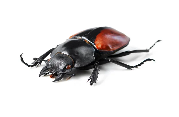 Créature Insecte Insecte Avec Scarabée Noir Studio Pour Faune Écosystème — Photo