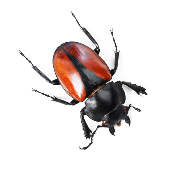 Closeup Insect Bug Black Beetle Studio Wildlife Ecosystem Creature Antenna — Stock Photo, Image