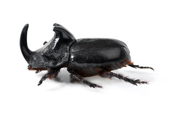 Escarabajo Rinoceronte Insecto Insecto Sobre Fondo Blanco Estudio Para Vida —  Fotos de Stock