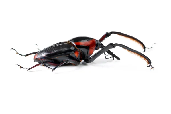 Bug Fauna Escarabajo Sobre Fondo Blanco Estudio Para Plagas Zoología —  Fotos de Stock