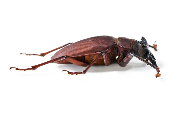 Naturaleza Criatura Insecto Con Primer Plano Escarabajo Estudio Para Ambiente —  Fotos de Stock