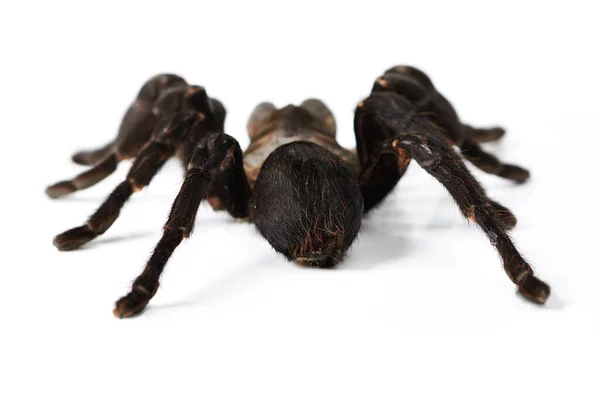 Böcek Yakın Çekim Stüdyoda Örümcek Beyaz Arka Planda Egzotik Ürpertici — Stok fotoğraf