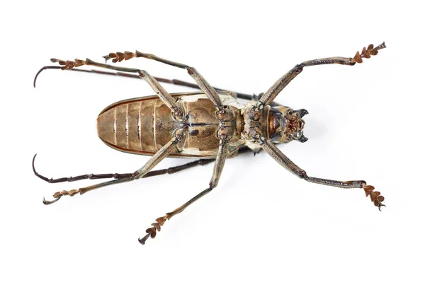 Naturaleza Insectos Insectos Con Primer Plano Del Escarabajo Estudio Para —  Fotos de Stock