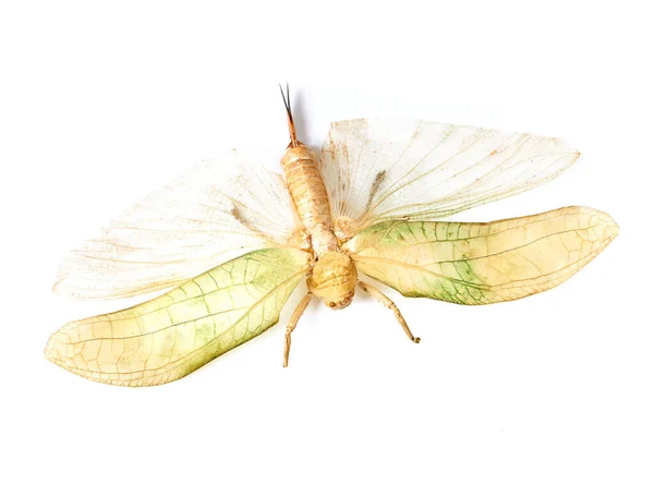 Nature Insect Bug Moth Studio Environment Fauna Ecosystem Natural Wildlife — Stock Photo, Image