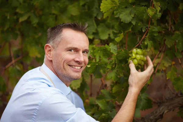 Frutas Retrato Homem Colhendo Uvas Para Vinho Fazenda Vinha Livre — Fotografia de Stock