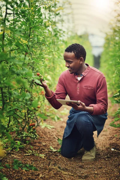 このアプリは プロセス全体を通して私を助けます 彼の作物を確認しながらタブレットを使用してハンサムな若い男性農家 — ストック写真