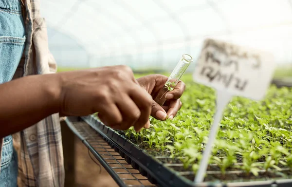 Agricultor Coleta Amostras Plantas Fechar Mão Botânico Que Reúne Uma — Fotografia de Stock