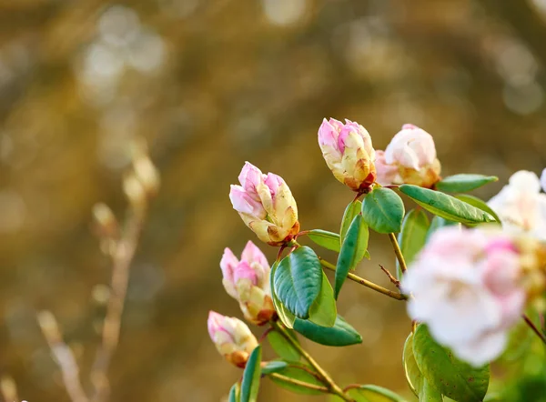 Adding Little Colour Springtime Beautiful Flowers — kuvapankkivalokuva