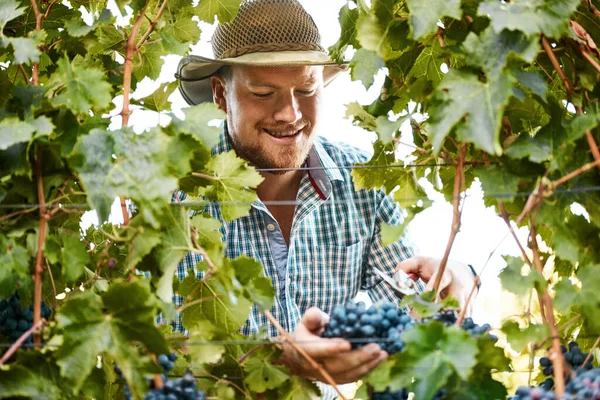 Iyi Bir Şarap Olacak Üzüm Toplayan Bir Çiftçi — Stok fotoğraf