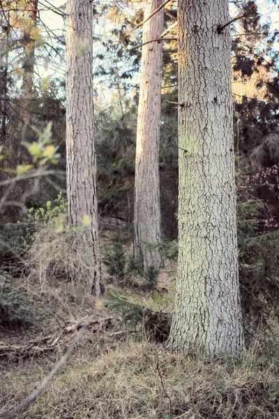 Дерева Всіх Типів Сезонів Чудовий Світ Відмінностей Дерева Ліси Всіх — стокове фото