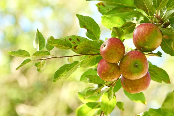 Bit Naturens Belöning Saftiga Röda Äpplen Hängande Ett Träd — Stockfoto