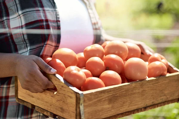 Fechar Agricultor Que Mantém Uma Caixa Tomates Mãos Agricultor Colher — Fotografia de Stock