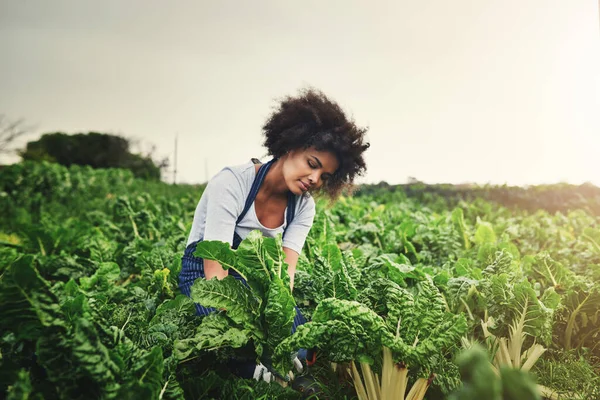 Erba Più Verde Dove Innaffi Attraente Giovane Agricoltrice Che Lavora — Foto Stock
