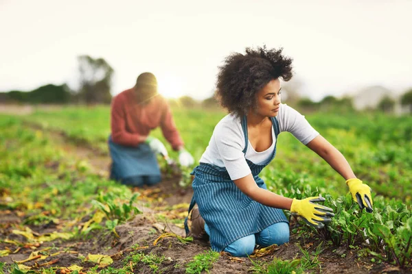 Vai Suja Mãos Uma Jovem Agricultora Atraente Trabalhando Nos Campos — Fotografia de Stock