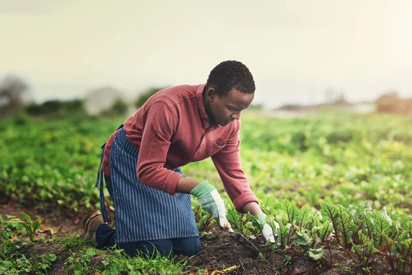 过着绿色清洁的生活 一个年轻英俊的男性农民在葡萄园里种籽时拍的全景照片 — 图库照片