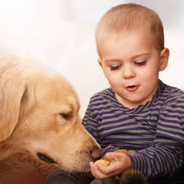 Kultainen Noutaja Lapsi Ruokinta Koiranruokaa Kädestä Rakkautta Hoitoa Kehitystä Onnellinen — kuvapankkivalokuva