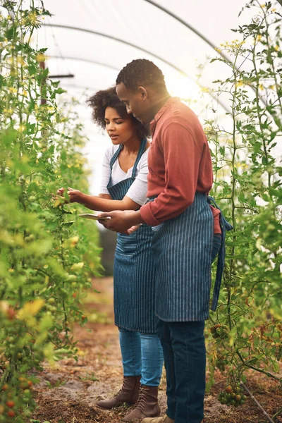 Checking Crops Full Length Shot Young Farm Couple Using Tablet — Stock Photo, Image