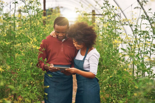 季節の成長を追跡する 若い農家の夫婦は作物をチェックしながらタブレットを使って — ストック写真