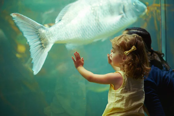 Мати Акваріум Дівчина Дивляться Рибу Навчання Допитливості Знань Язку Природи — стокове фото
