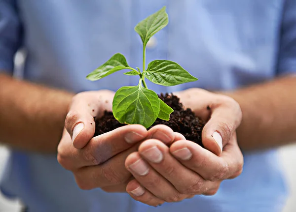 Soil, plants and hands of person, growth and sustainability of earth day, charity and investment. Sustainable world, care and closeup of leaf, sand and green future of hope, climate change and planet.