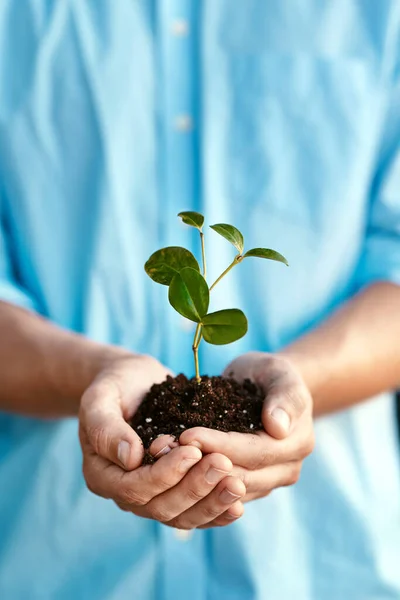 Plant Growth Sustainability Hands Holding Budding Flower Soil Closeup Conservation — Stock Photo, Image