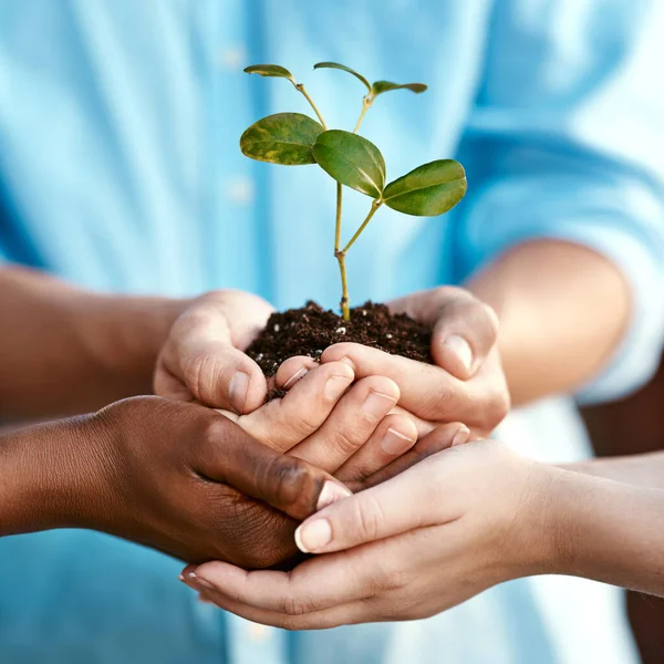 Planta Crescimento Sustentabilidade Com Pessoas Segurando Uma Flor Brotando Solo — Fotografia de Stock