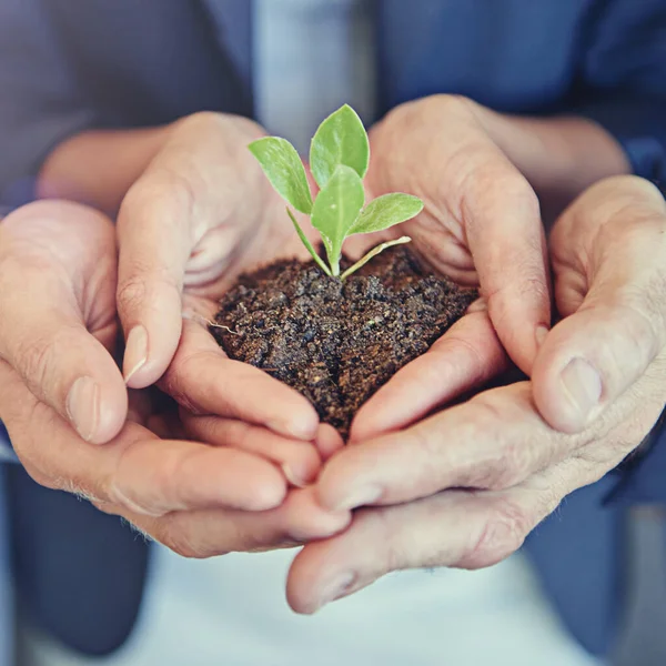 Hands, group and business with plant, growth or together for support, helping hand or closeup for sustainability. Team, people and seedling in soil, solidarity or teamwork for development at startup.