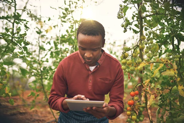 黒人男性 タブレットや農家は 自然と収穫と農業と検査でトマト作物をチェックします 農家の男性 野菜の農業と持続可能性 成長と品質保証 — ストック写真