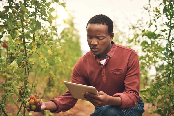 農業や農家と黒人男性 タブレットやトマトの農業は 収穫と検査で作物をチェックします 農家の男性 野菜の植物と持続可能性 成長と品質保証 — ストック写真